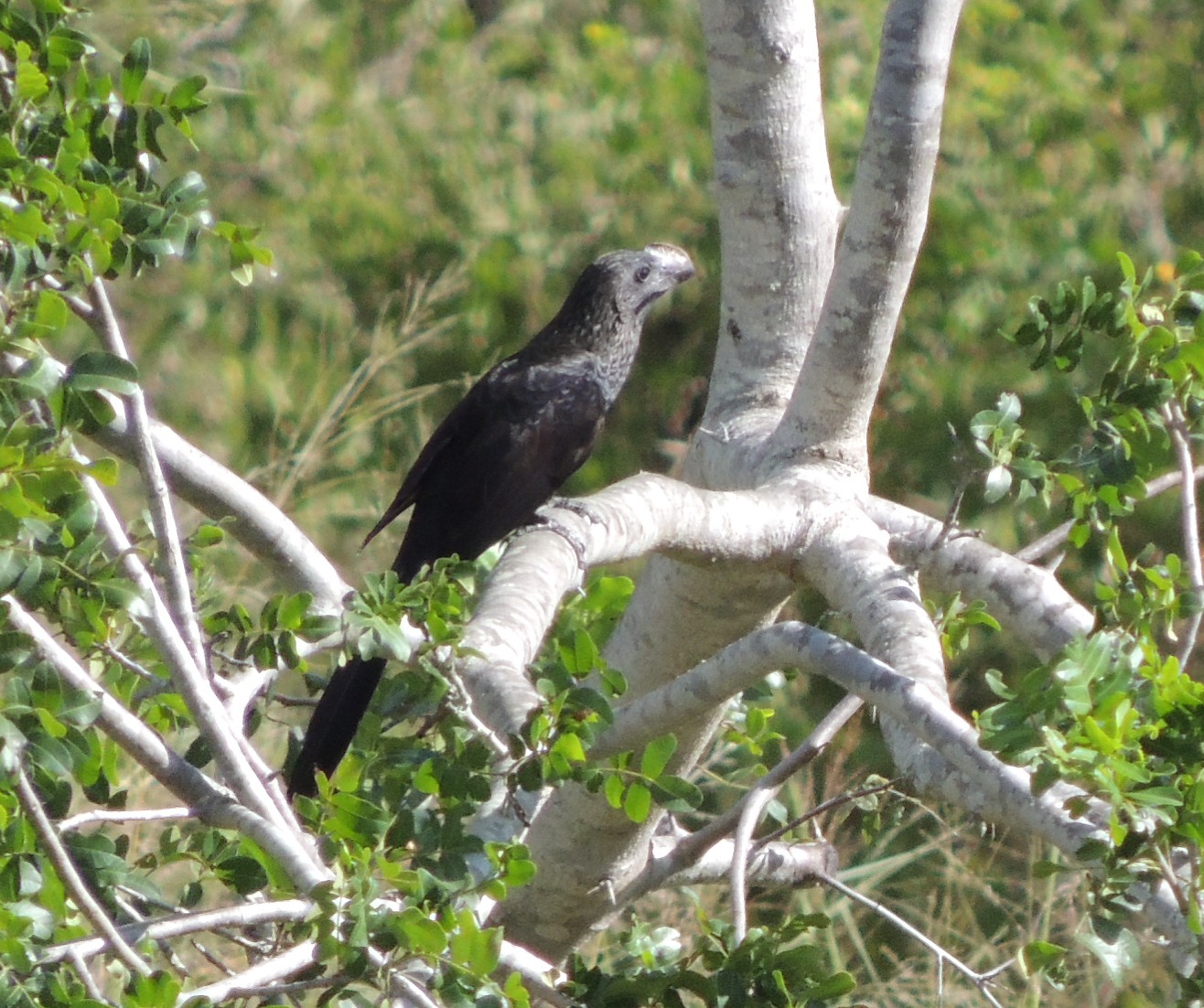 Casaca-de-couro-amarelo