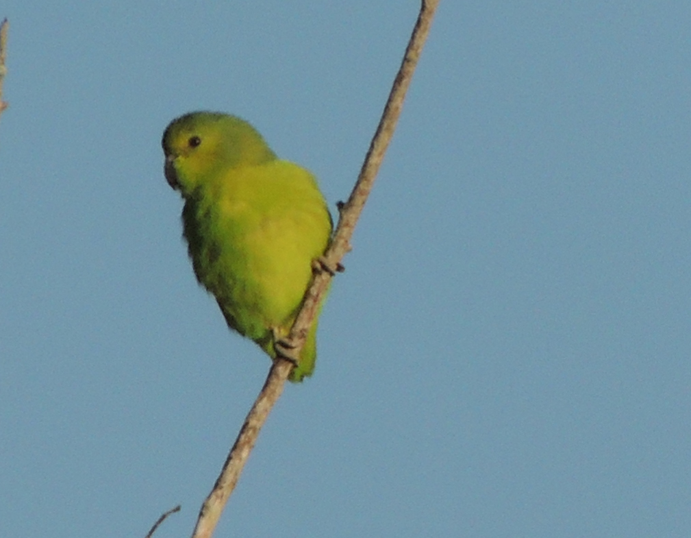Casaca-de-couro-da-lama