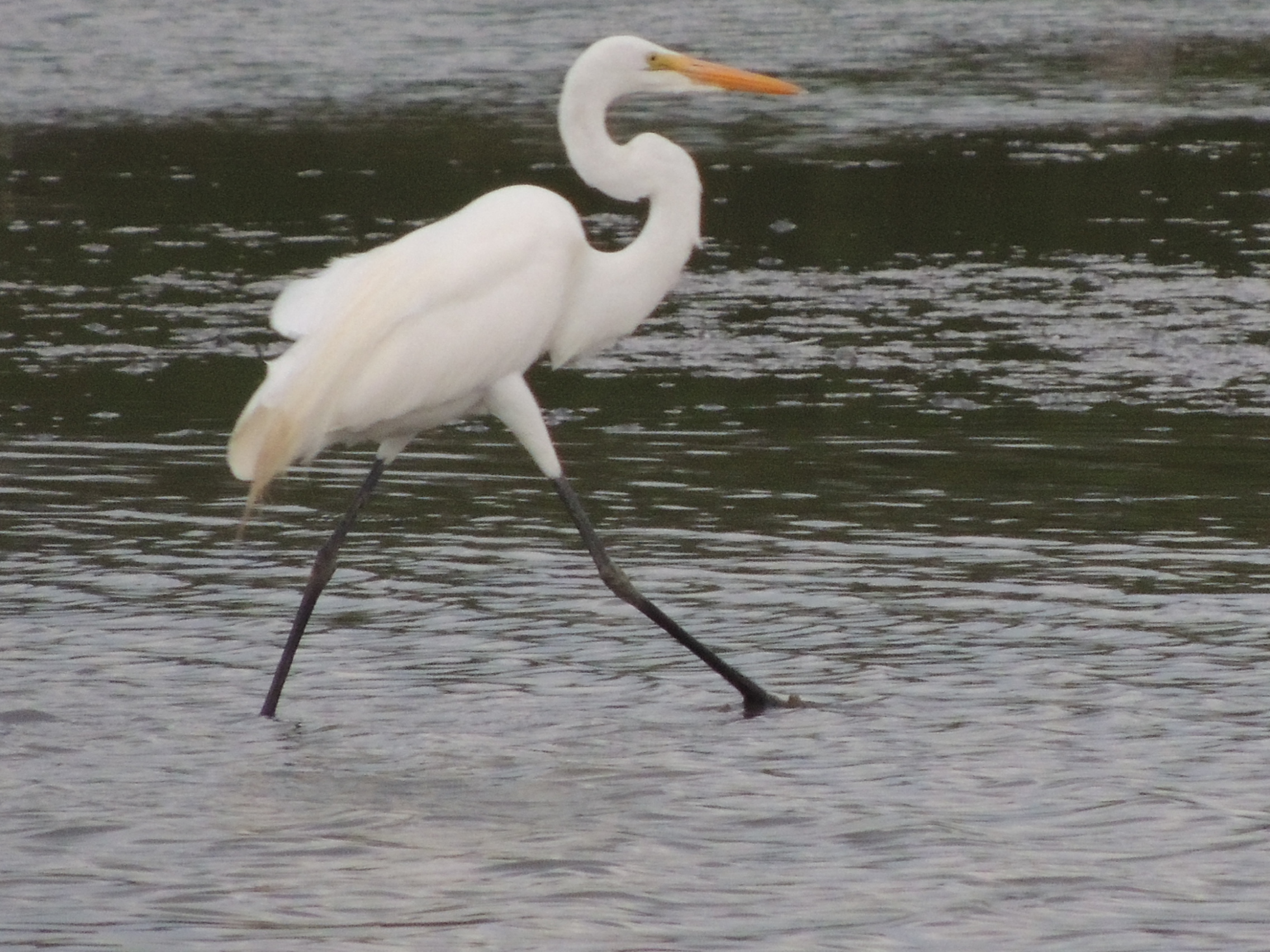 Garça-branca-pequena