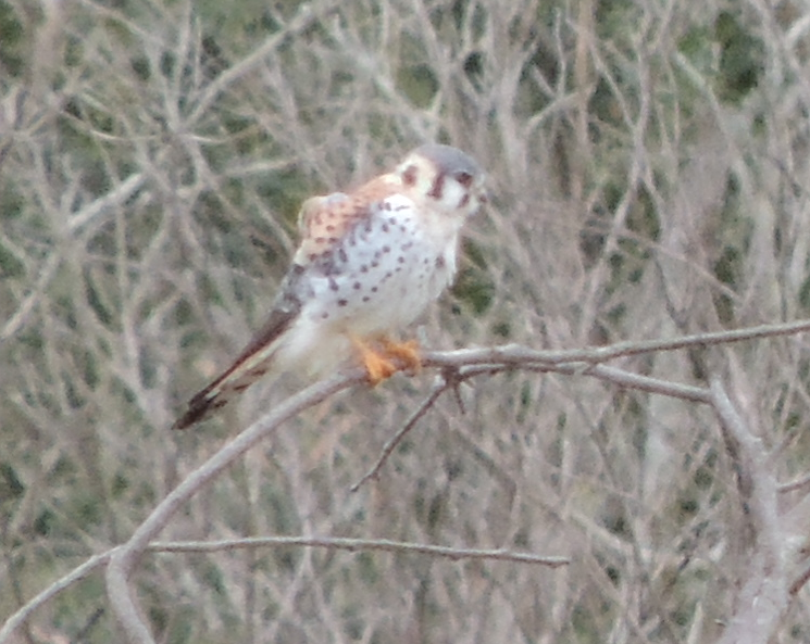 Rolinha-caldo-de-feijão