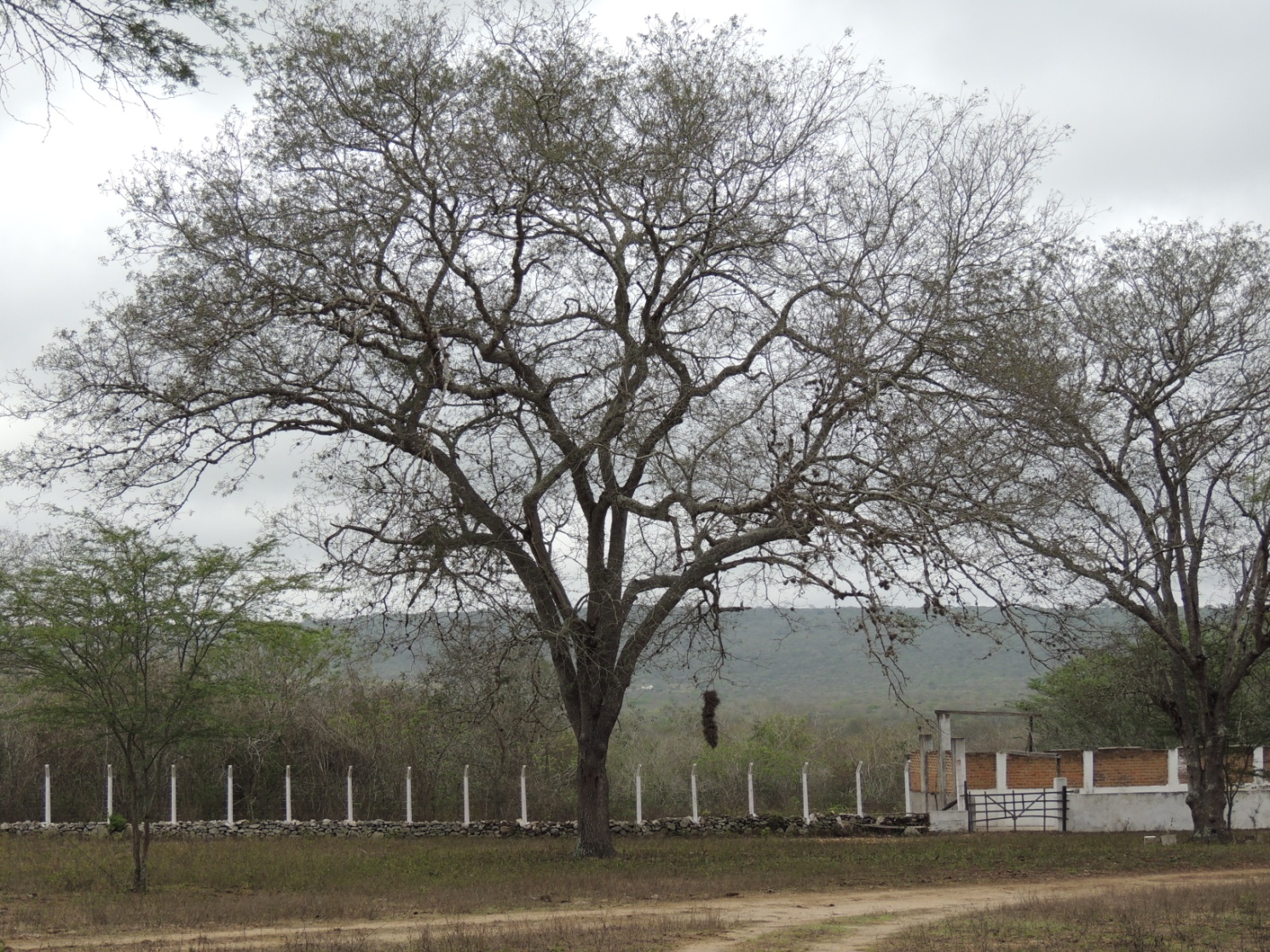 Foto da Baraúna centenária
